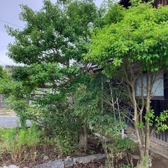みかんの木と木の画像