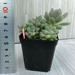 パキフィツム　月下美人　綴化タイプ　多肉植物