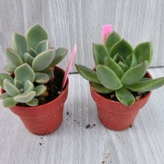 ①ピンクプリティ・オリビア　多肉植物2個セット　1寸鉢