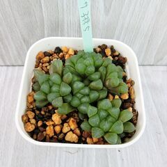 ハオルチア　オブツーサ　子株　5個　多肉植物の画像