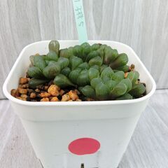 ハオルチア　オブツーサ　子株　5個　多肉植物
