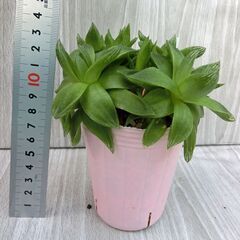 ハオルチア　京の華　多肉植物