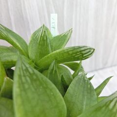 ハオルチア　京の華　多肉植物の画像