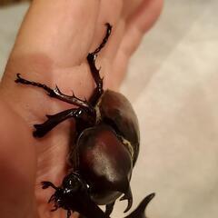 国産カブトムシ ♂1♀2  3匹セットの画像