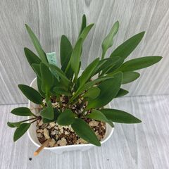 ドリミオプシスコンプトニー　ケープバルブ　多肉植物の画像