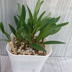 ドリミオプシスコンプトニー　ケープバルブ　多肉植物の画像