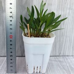 ドリミオプシスコンプトニー　ケープバルブ　多肉植物