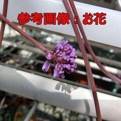 ドリミオプシスコンプトニー　ケープバルブ　多肉植物の画像