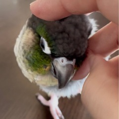 ウロコインコ