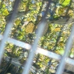 メダカ３匹おまけレッドラムズホーン１匹の画像