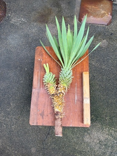 ユッカ　グロリオサ　キミガヨラン　アガベ　観葉植物　ロックガーデン　大株