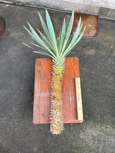 ユッカ グロリオサ キミガヨラン アガベ 観葉植物 ロックガーデン 大株