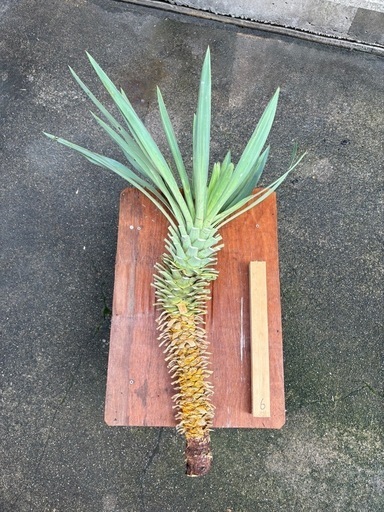 ユッカ　グロリオサ　キミガヨラン　アガベ　観葉植物　ロックガーデン　大株