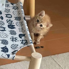 特別な小さな命に、あたたかい家族を。 