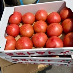 北海道産の入荷したて新鮮な美味しい🍅トマト