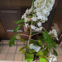 カシワバ紫陽花苗　植物　