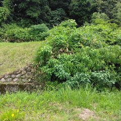 草刈をしてくださる方お願いします