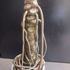 1 セローム　8号　幹上がり　観葉植物　個性的の画像