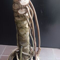 1 セローム　8号　幹上がり　観葉植物　個性的の画像