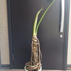 1 セローム　8号　幹上がり　観葉植物　個性的