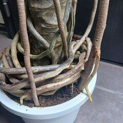 1 セローム　8号　幹上がり　観葉植物　個性的の画像