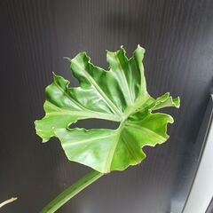 1 セローム　8号　幹上がり　観葉植物　個性的の画像