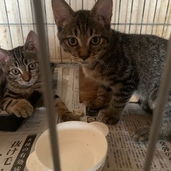 可愛い子猫貰ってやってください。