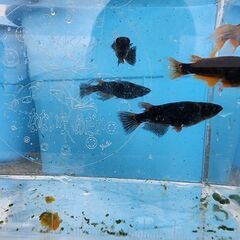 めだか【五式タイプR 鰭長血統】の画像