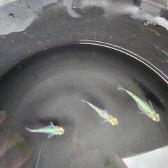 めだか【緑光 鋼】