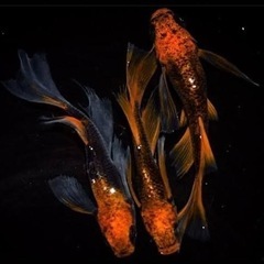メダカの卵　ミックス20個〜の画像