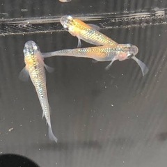メダカの卵　ミックス20個〜の画像