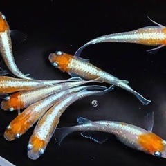 メダカの卵　ミックス20個〜の画像