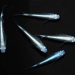 メダカの卵　ミックス20個〜の画像