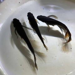 メダカの卵　ミックス20個〜の画像