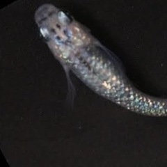 メダカの卵　ミックス20個〜の画像
