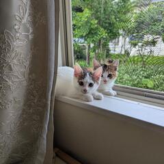子猫　大切に可愛がってくださる方　里親になってください