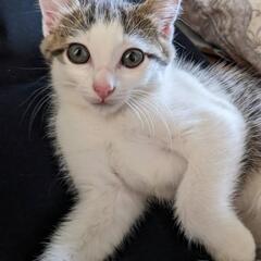 子猫②