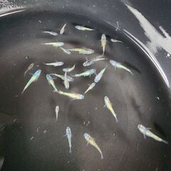 めだか【ヨネプ】の画像