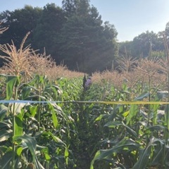 6月30日まで期間限定🌽朝収穫🌽無農薬とうもろこし🌽ドルチェドリーム