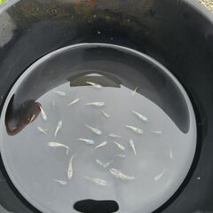 めだか【ヨネプ】B    取引決定の画像