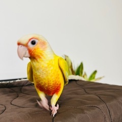 ウロコインコサンチーク女の子です