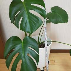 観葉植物 モンステラ