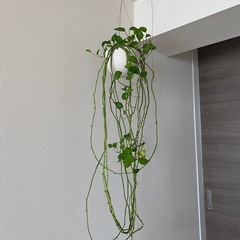 観葉植物　ポトス　の画像
