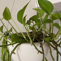 観葉植物　ポトス　の画像