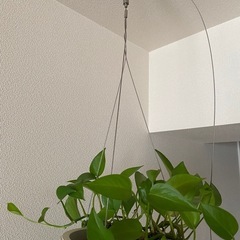 観葉植物　ポトス　の画像