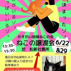 かすがい地域ねこの会　譲渡会
