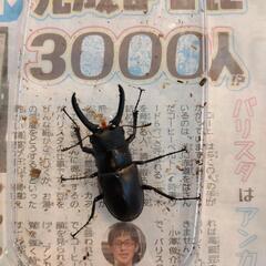 ギラファノコギリクワガタオス