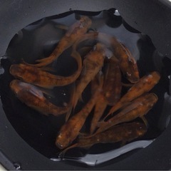 終了⭐️赤ぶちダルマ⭐️ 10匹　上物の画像