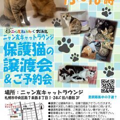 【札幌】ニャン友キャットラウンジ譲渡会〈6/29〉