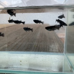 めだかの画像
